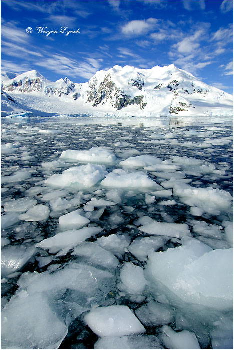 Paradise Bay Antarctic Peninsula 105 by Dr. Wayne Lynch &copy;